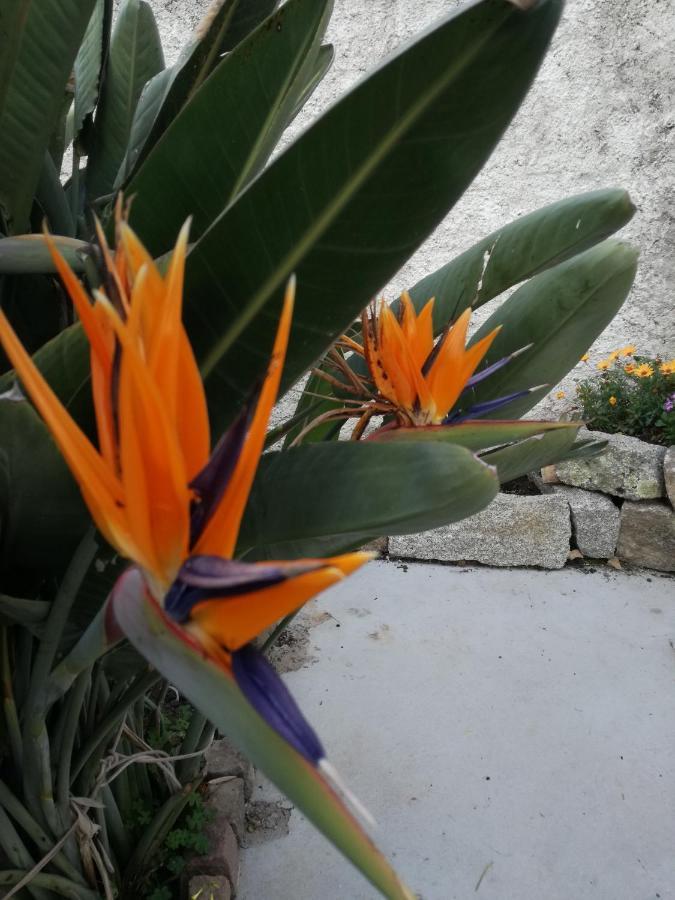 Bed and Breakfast Le Rondini Benetutti Exterior foto